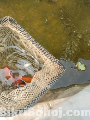 Butterfly goldfish